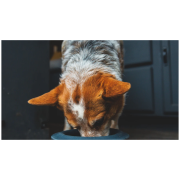 Bol pentru câini Ruffwear Basecamp™ Anti-Splash Insert