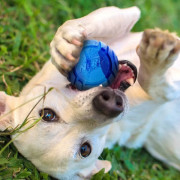 Jucărie pentru câini Nerf Dog Set Lightning & Sonic