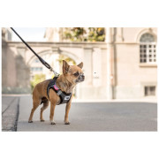 Lesă pentru câini Curli Stretch Comfort Leash