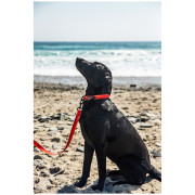 Lesă pentru câini Mountain Paws Waterproof Dog Lead