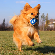 Jucărie pentru câini Nerf Dog Small Tennis Balls 3 pcs