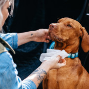 Șervețele umede pentru câini Explorer Dog Șervețele umede naturale pentru căței 40 ks