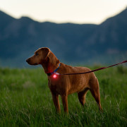 Lumină LED pentru câini Nite Ize Spotlit Rechargeable Collar Light - Disc-O Tech