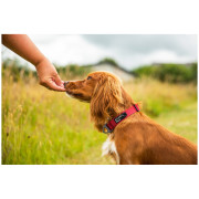 Zgardă pentru câini Mountain Paws Extra Tough Dog Collar