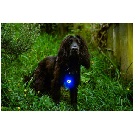 Lumină LED pentru câini Mountain Paws Dog Safety Light