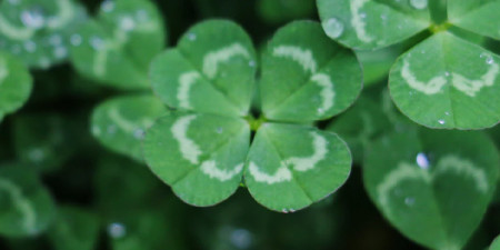 Săptămâna verde- 12 produse la reducere în onoarea Sf. Patrik