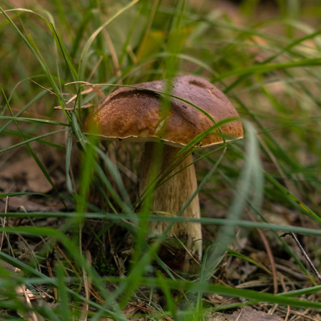 Expediții de toamnă în pădure și la munte – echipează-te cu -10 %