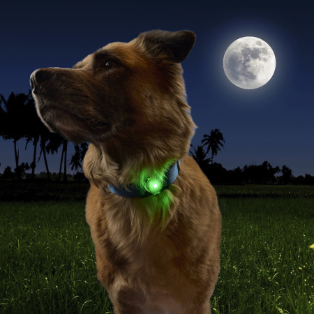 Lumină LED pentru câini Nite Ize NiteDog™ Rechargeable Pet Light