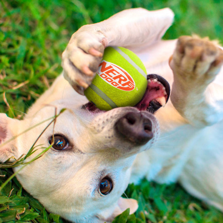 Jucărie pentru câini Nerf Dog Squeak Tennis Ball 3 pcs