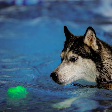 Jucărie pentru câini Nite Ize GlowStreak Wild LED Ball