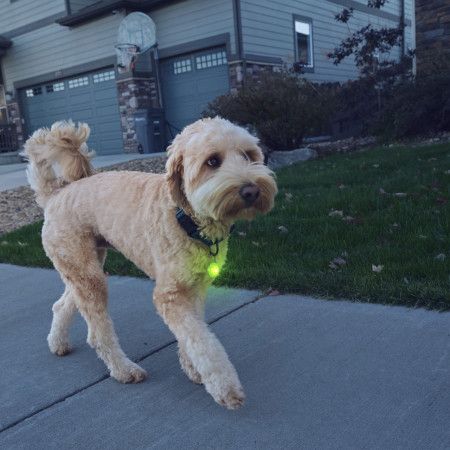 Zgardă luminoasă pentru câini Nite Ize SpotLit Rechargeable Collar Light
