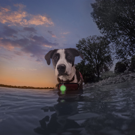 Lumină LED pentru câini Nite Ize SpotLit® Splash™