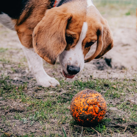 Jucărie pentru câini Explorer Dog AirBall Tips 8 cm