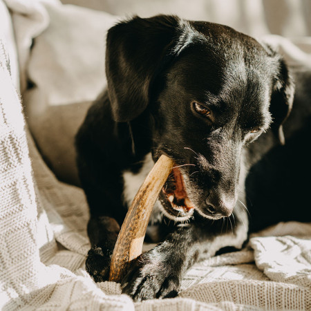 Jucărie pentru câini Explorer Dog Antler Chew easy