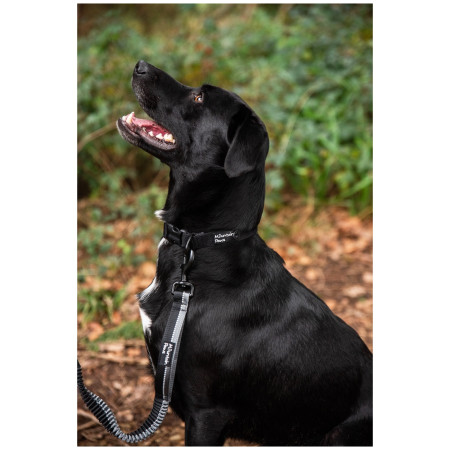 Lesă cu amortizor Mountain Paws Stretch Dog Lead