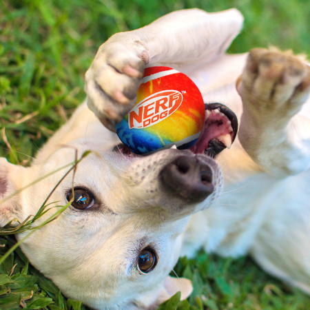 Jucărie pentru câini Nerf Dog Blaster + Tennis Balls 2 pcs