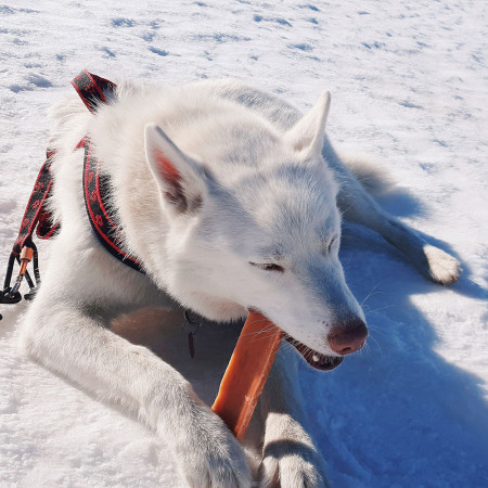 Jucărie pentru câini Explorer Dog Himalayan Chew