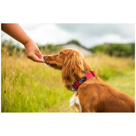 Zgardă pentru câini Mountain Paws Extra Tough Dog Collar