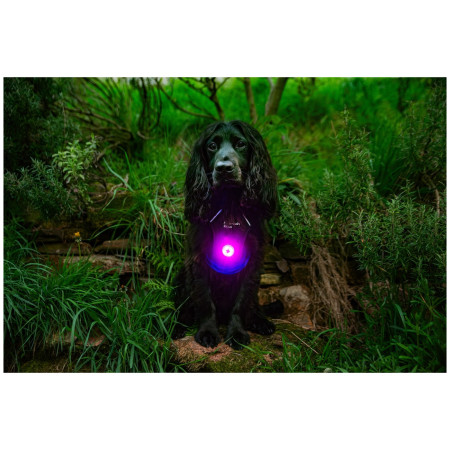 Lumină LED pentru câini Mountain Paws Dog safety light 2-Pack