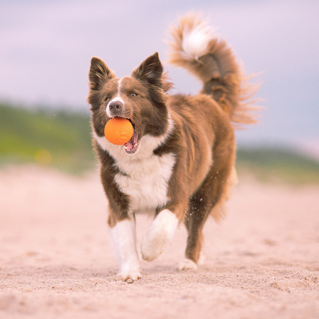 Jucărie pentru câini Explorer Dog AirBall Tips 8 cm