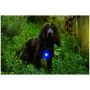Lumină LED pentru câini Mountain Paws Dog Safety Light