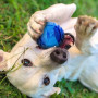Jucărie pentru câini Nerf Dog Set Lightning & Sonic