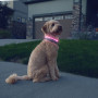 Zgardă luminoasă pentru câini Nite Ize NiteHowl® Rechargeable LED Safety Necklace
