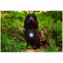 Lumină LED pentru câini Mountain Paws Dog Safety Light