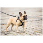 Lesă pentru câini Curli Adjustable Leash Nylon