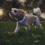 Zgardă luminoasă pentru câini Nite Ize NiteHowl® Rechargeable LED Safety Necklace