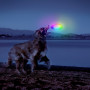 Jucărie pentru câini Nite Ize Flashflight® Dog Discuit™ LED Flying Disc