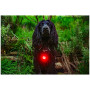 Lumină LED pentru câini Mountain Paws Dog safety light 2-Pack