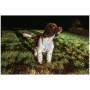 Ham pentru câini Mountain Paws Reflective Dog Harness