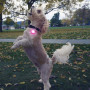 Zgardă luminoasă pentru câini Nite Ize SpotLit Rechargeable Collar Light